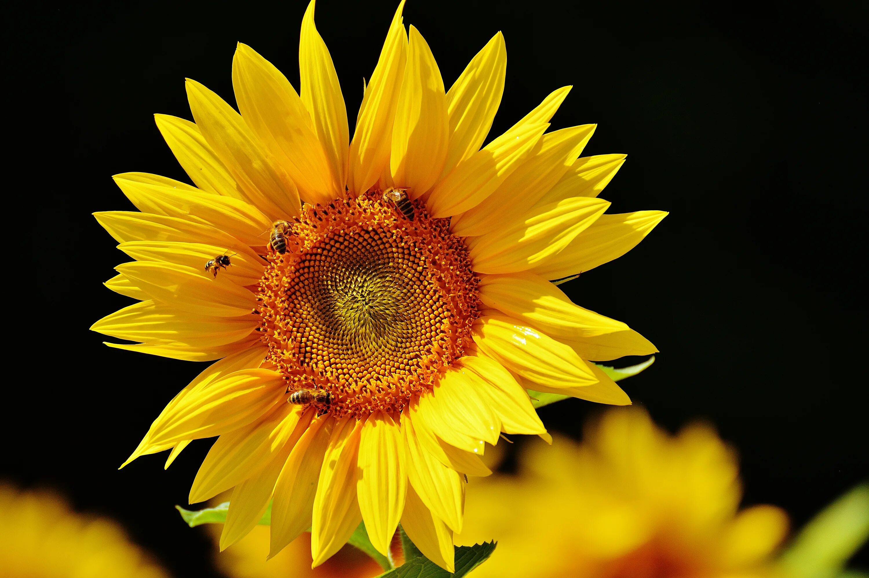 Подсолнух цветок. Солнечный цветок. Солнечный подсолнух. Цветы и солнце. Подсолнухи солнечный