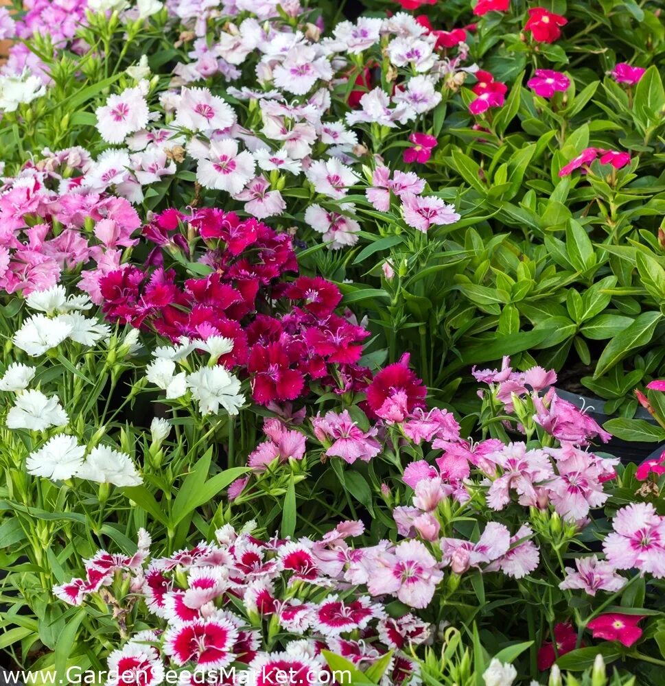 Гвоздика турецкая смесь двулетник. Гвоздика смесь окрасок. Гвоздика смесь окрасок. Гвоздика смесь окрасок. Гвоздика турецкая смесь окрасок.