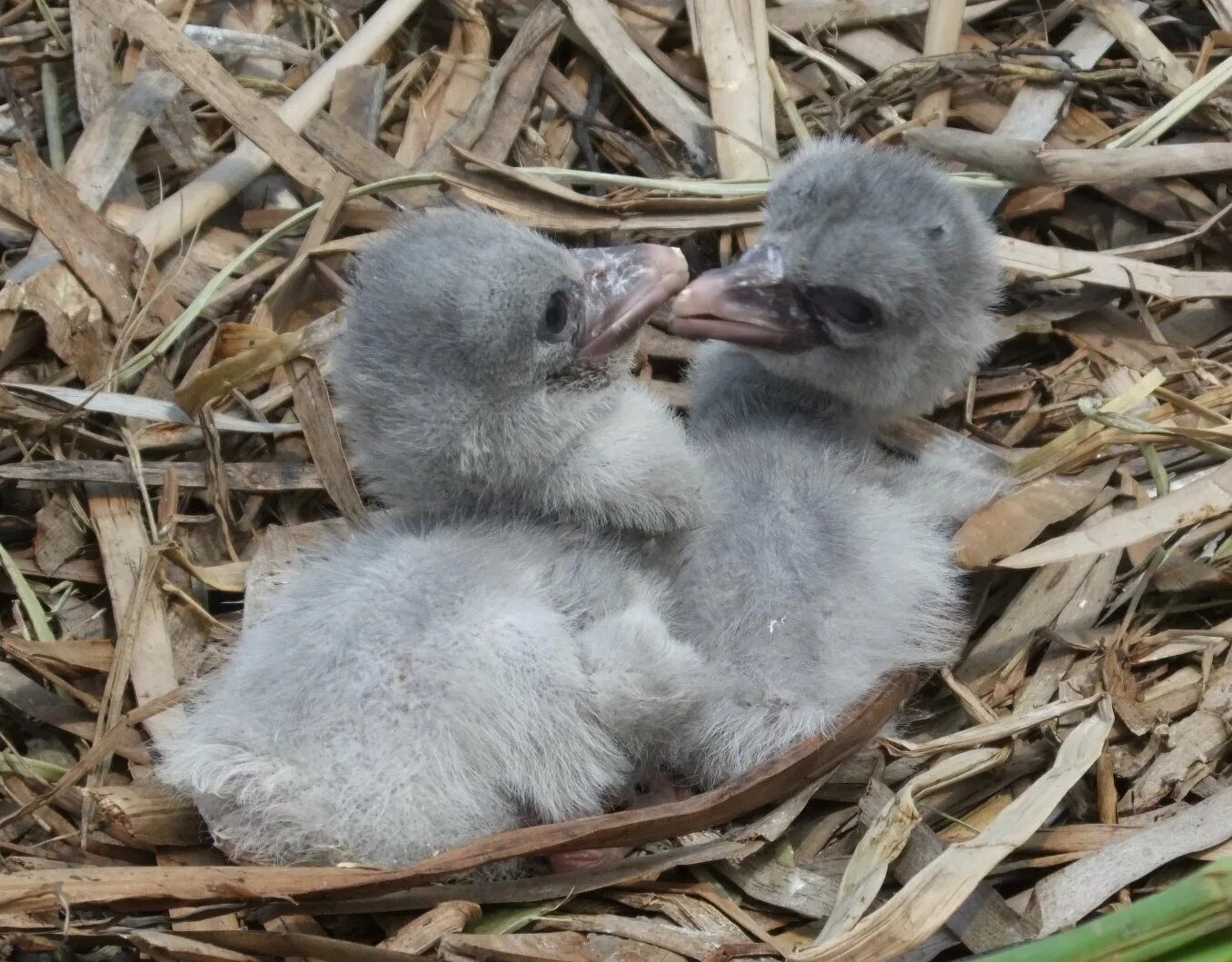 Китоглав птица птенцы. Гнездо китоглава. Shoebill Stork птица. Китоглав птица яйца.