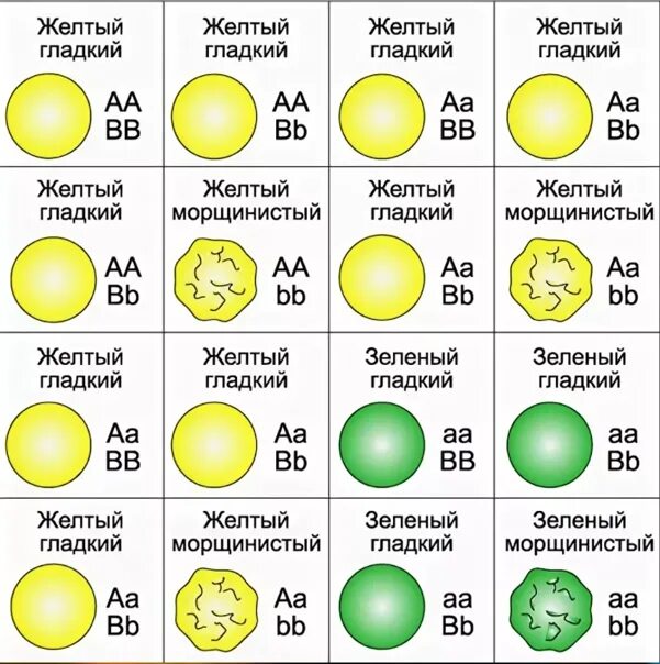 Желтый гладкий горох скрестили. Решетка Пеннета при дигибридном скрещивании. Решетка Пеннета при дигибридном. Решетка Пеннета для дигибридного скрещивания гороха. Схема дигибридного скрещивания гороха.