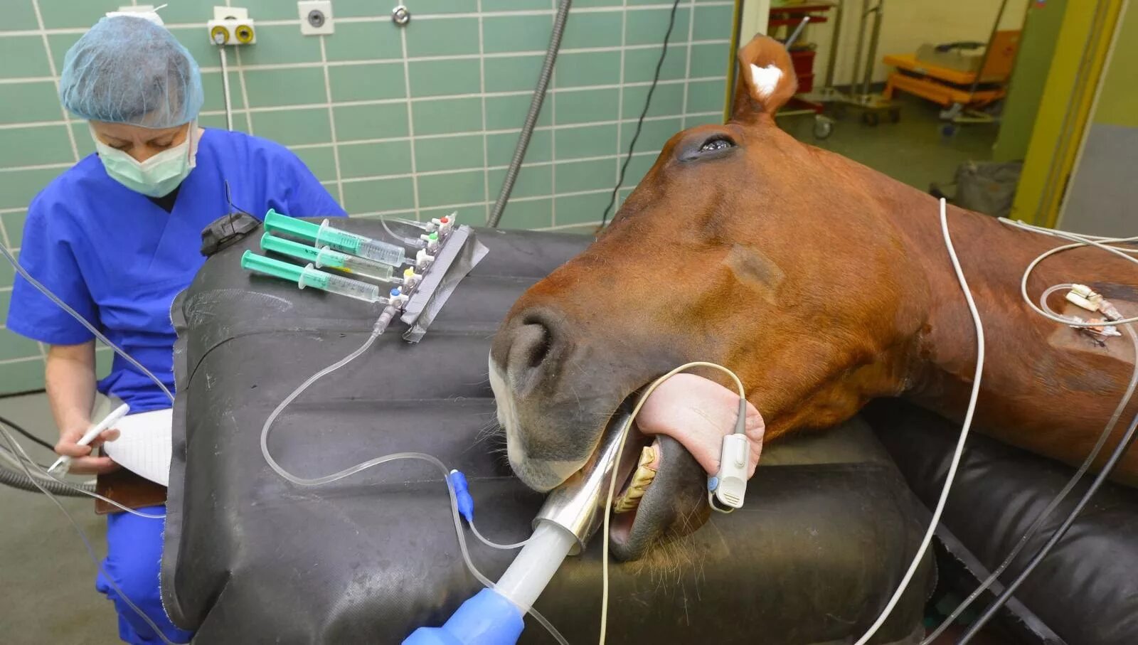 Хирургическая операция Ветеринария. Ветеринария лошади. Операции ветеринаров