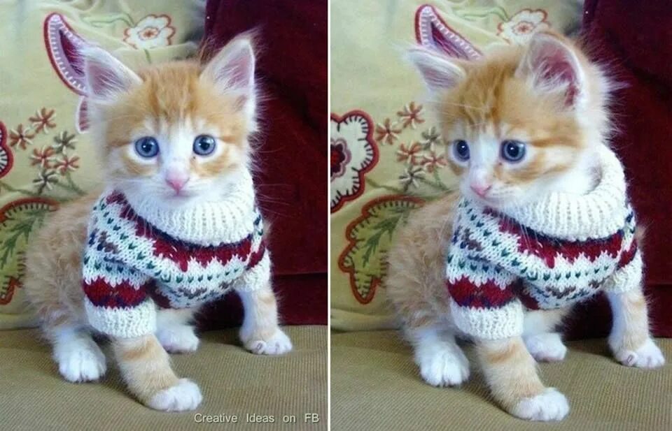 Милые котята с одеждой. Вязаная одежда для кошек. котята в одежде. одежда для кошек крючком. котенок в свитере.