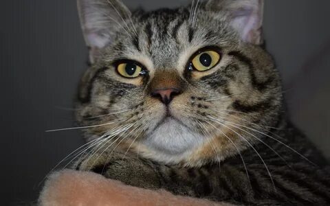 Look cat