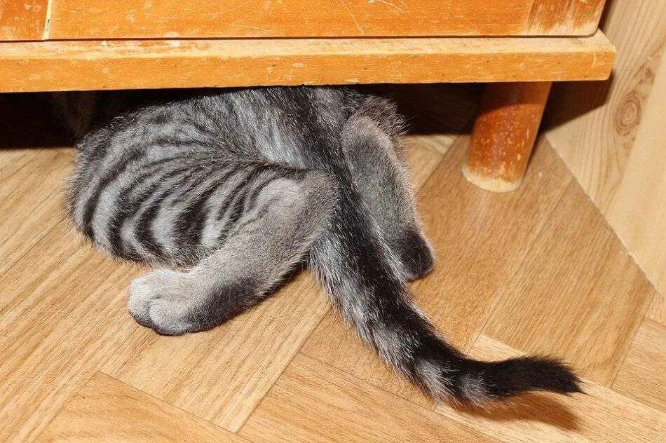 Почему кот прячется. Котенок спрятался. котик прячется. кошка под диваном. кошка под шкафом.