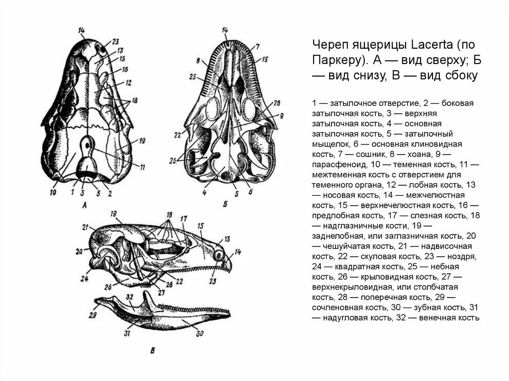 Строение черепа ящерицы вид сверху снизу сбоку. Череп ящерицы сверху снизу сбоку. Череп варана сбоку и снизу. Строение черепа рептилий.
