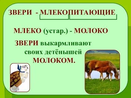 Презентация окружающий 1 класс звери