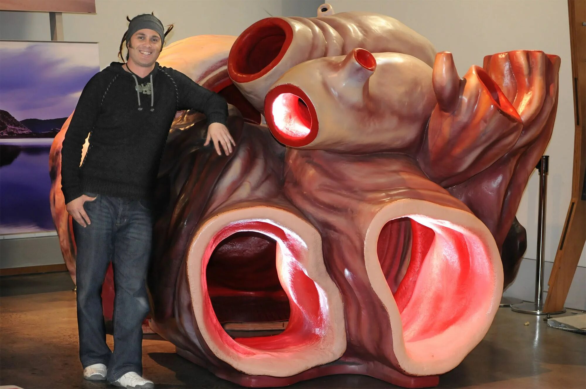 Размер сердца синего кита. Размер сердца синего кита. Сердце белого кита имеет размер автомобиля фольксваген жук. Самое большое сердце кита. Сердце кита весит.