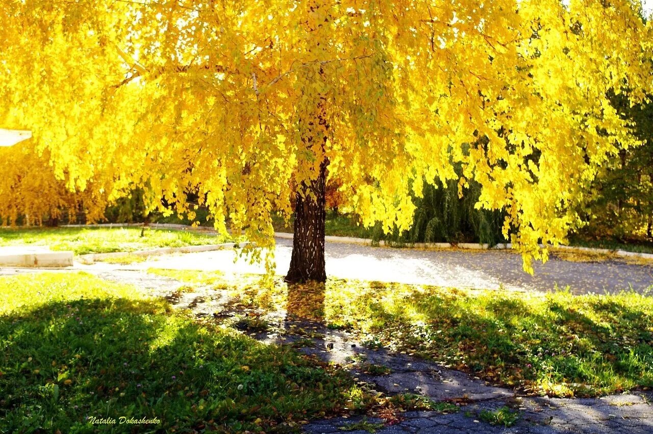 плакучая береза. береза желтая (betula costata). березка золота. золотая береза дерево монголия. золотая осень березы.