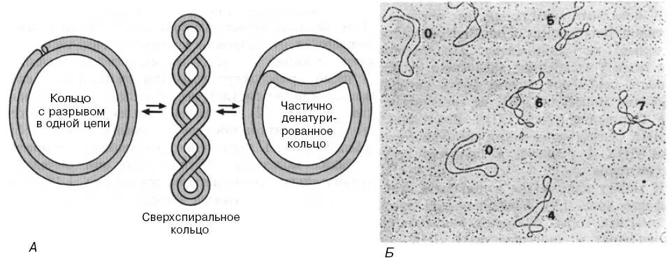 Форма днк бактерий. Кольцевая ДНК прокариот. Кольцевая ДНК прокариот функции. Кольцевидная молекула ДНК. Форма ДНК прокариот.