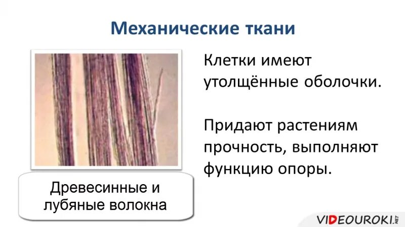 Лубяные волокна растений какую функцию. Механические ткани древесные волокна лубяные волокна. волокна механической ткани у растений. ткани придающие прочность растениям. механическая ткань.