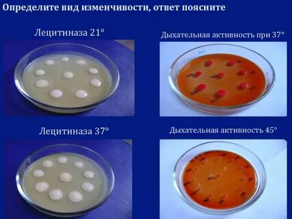 Форма стафилококков