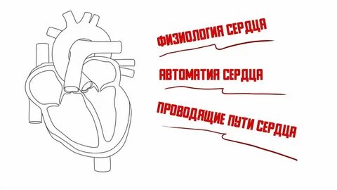 Центры автоматизма сердца