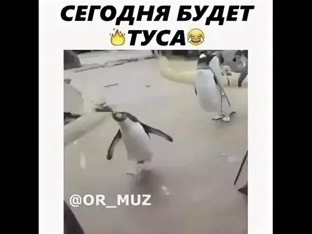 Картинка сегодня будет туса сегодня напьюся. Пингвин сегодня я напьюся. Картинка сегодня будет туса. Картинка сегодня будет туса. Скоро будет туса скоро я напьюся.