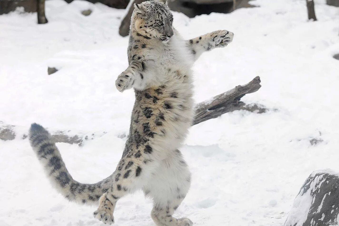 - Снежный Барс (Panthera uncia. Снежный Барс (Ирбис, снежный леопард). Снежный Барс Монгун Тайга. Ирбис в прыжке.
