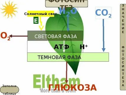 Световая фаза солнечного света