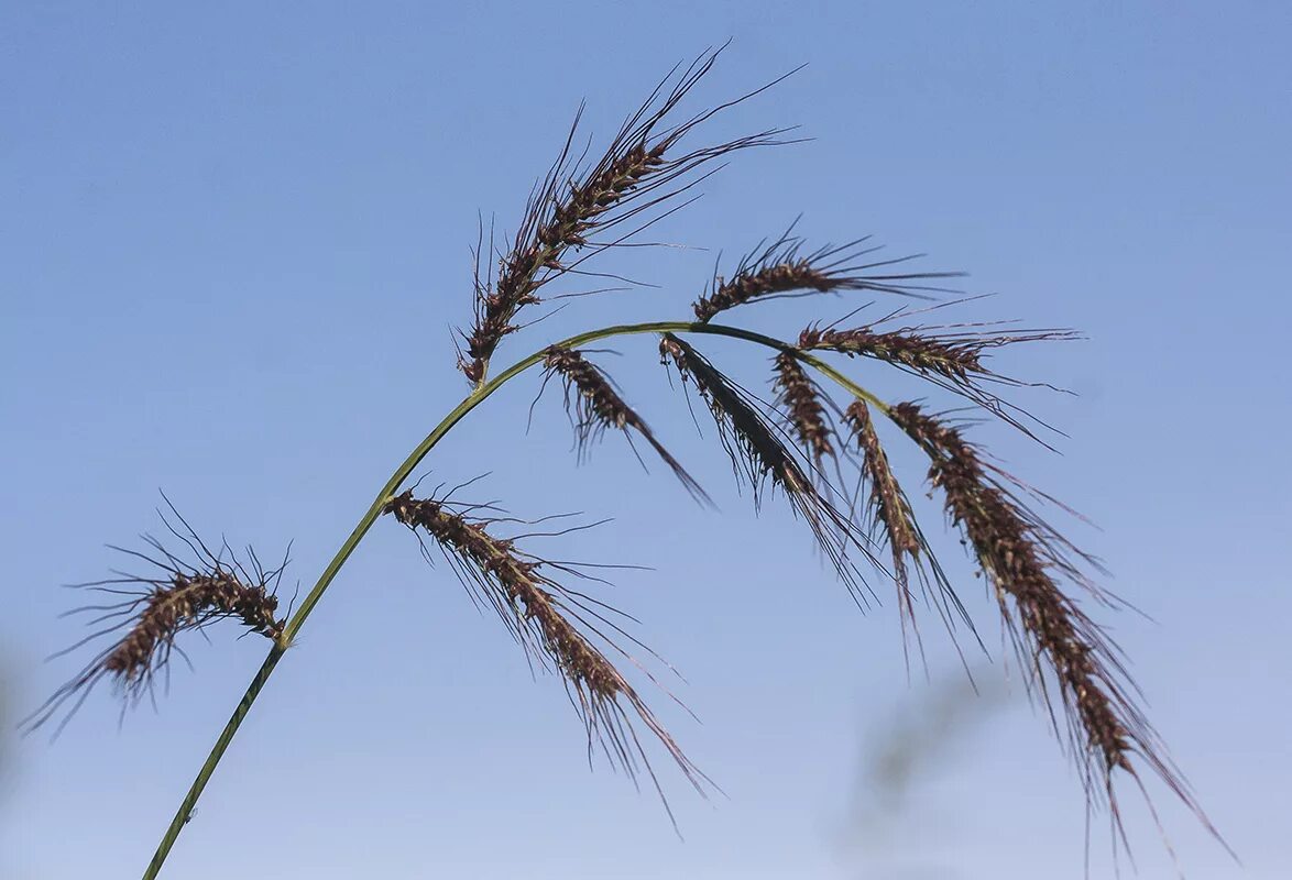 Echinochloa crus-galli Image of an specimen Plantarium