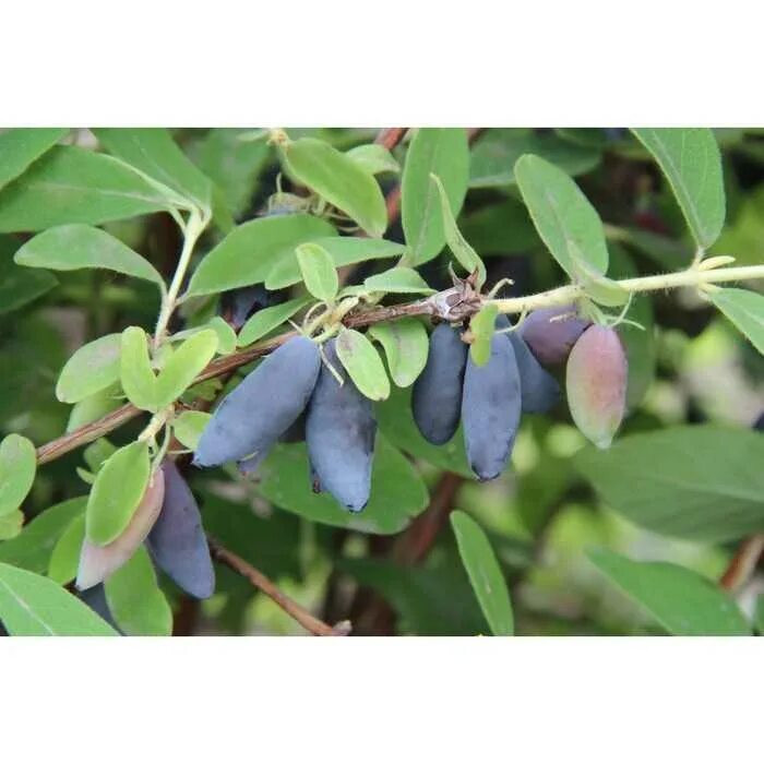 Жимолость бакчарский великан куст. Бакчарская жимолость гордость. Жимолость гордость описание. Жимолость стрежевчанка описание. Жимолость камчатская гордость бакчара.