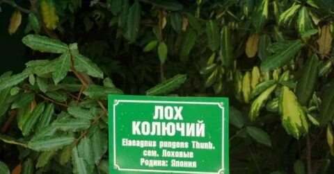 Лох узнать