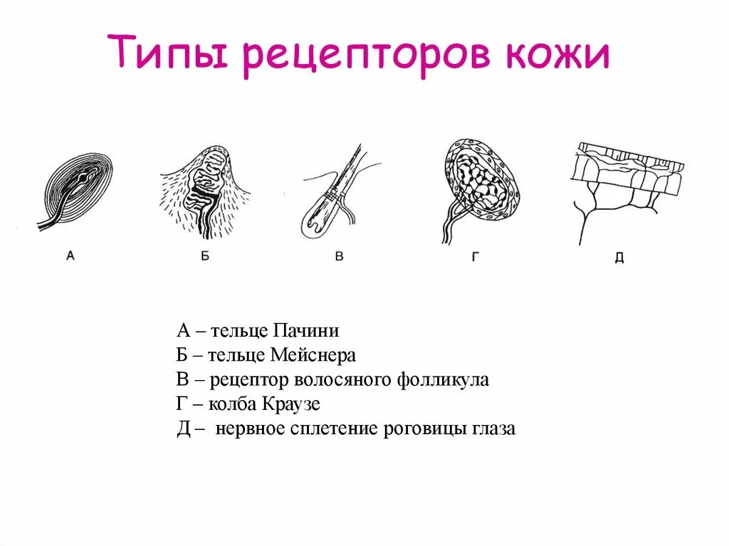 Рецепторы кожи выполняют функцию. Тельце Пачини тельце Мейснера Рецептор кожи. Классификация кожных рецепторов. Тактильные рецепторы кожи таблица. Различные виды рецепторов в коже.