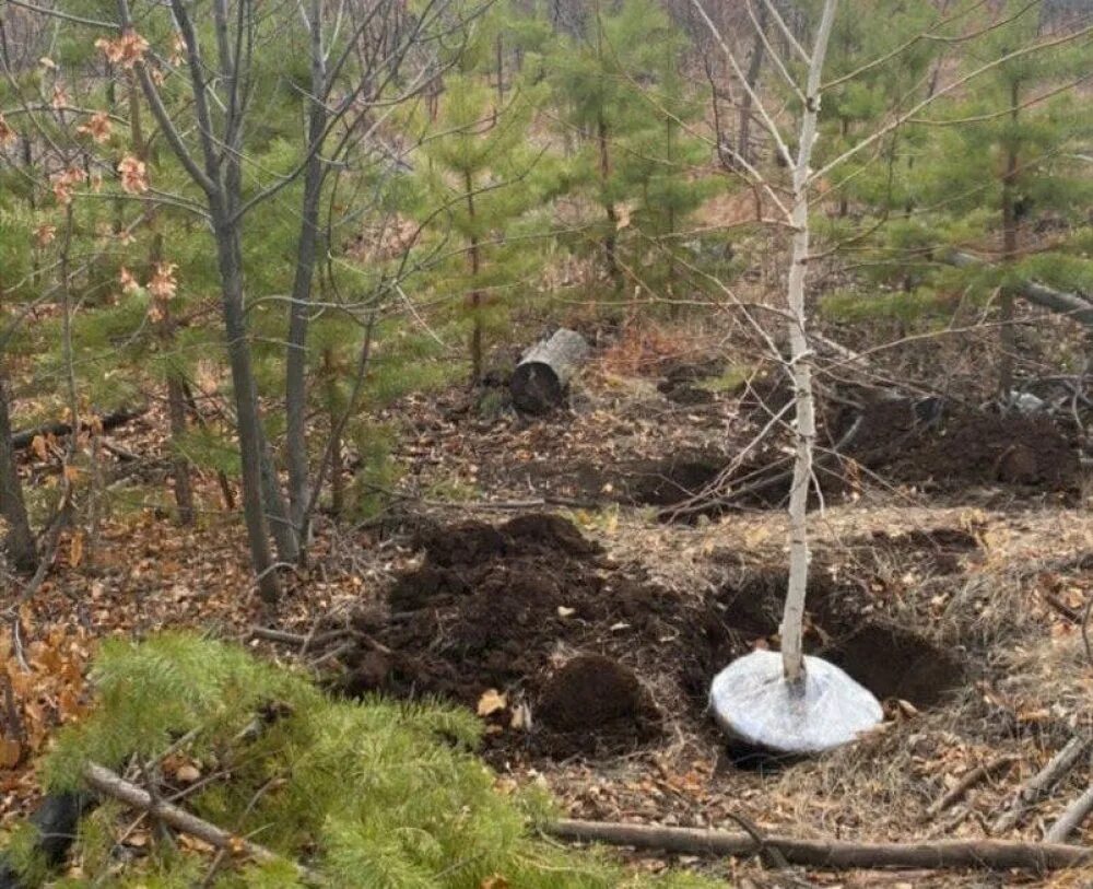 Где сажать березу. Выкопанную березку. Выкопанную березку. Липа мелколистная саженец. Береза высаженная.