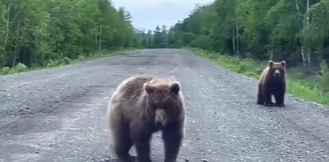 Продолжи медведь