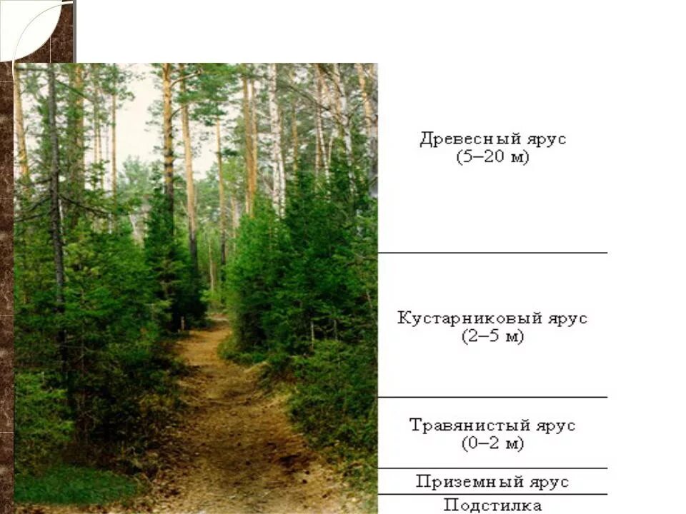 Сколько ярусов в лесу