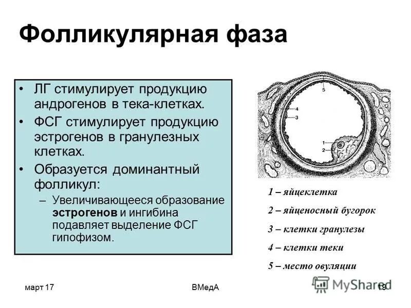 Фолликулярная фаза. Фолликулярная фаза цикла. Фолликулиновая фаза гормоны. Фолликулярная лютеиновая. Фолликул фаза