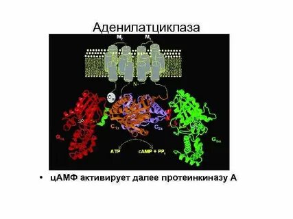 Цамф протеинкиназа