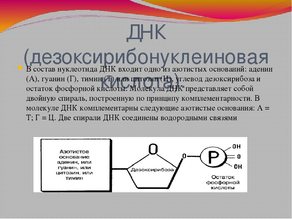 Состав нуклеотида ДНК. Что входит в состав нуклеотида. Нуклеотиды входящие в состав молекулы ДНК. В состав ДНК входят нуклеотиды:. Нуклеотид представляет собой