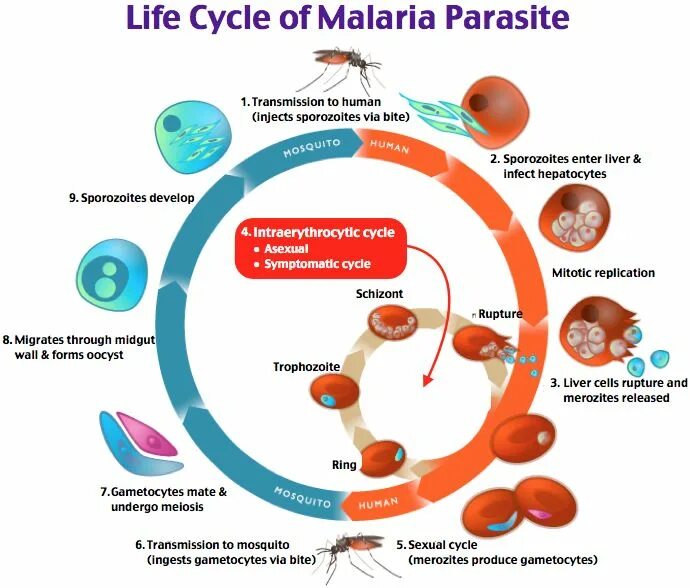 Как происходит заражение человека малярийным плазмодием. Malaria Life Cycle. Жизненный цикл малярийного плазмодия схема. Цикл развития малярийного плазмодия. Патогенез малярии схема.