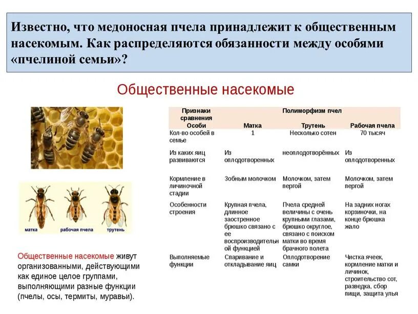 Сколько живет ос. Общественные насекомые пчелы и муравьи. Общественные насекомые пчёлы строение рабочей пчелы. Состав пчелиной семьи схема. Презентация по биологии общественные насекомые пчелы и муравьи.