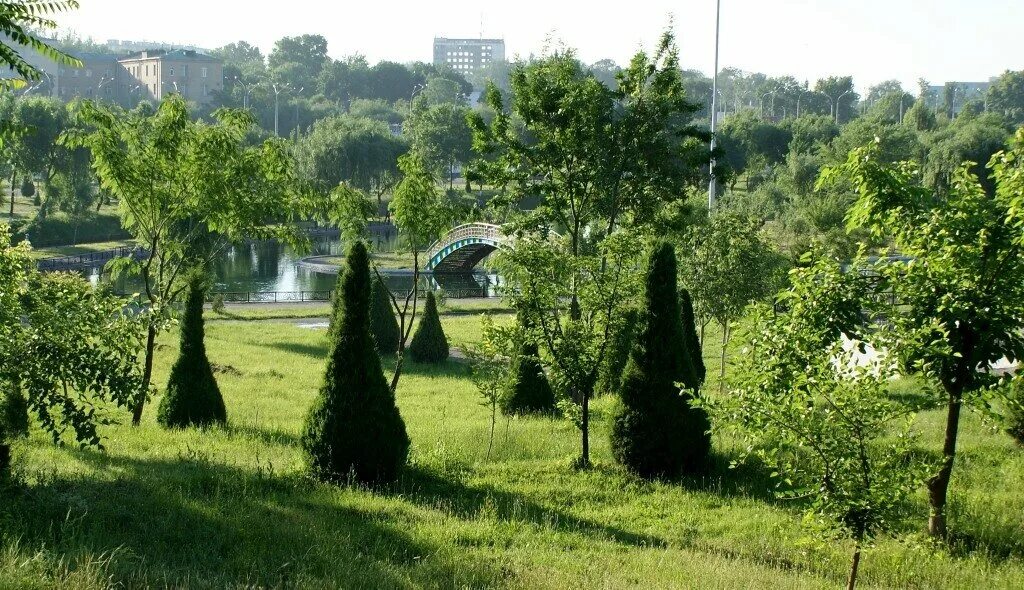 Ташкент в июне. Ташкент зеленый город. Green City Ташкент. Ташкент пригород. Ташкент парк деревья.