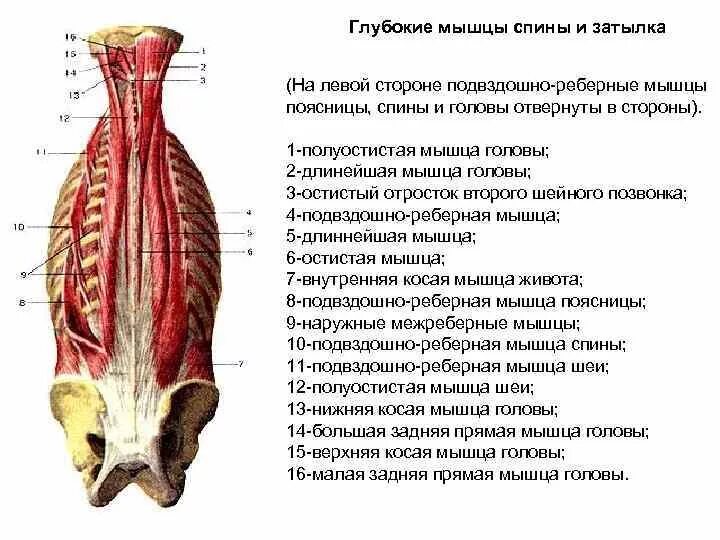 Глубокие мышцы поясницы анатомия. Поверхностный слой глубоких мышц спины. Мышцы спины поверхностные и глубокие слои анатомия. Мышцы спины глубокий слой.