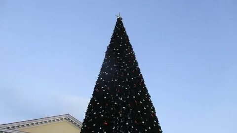 Ели ставрополь
