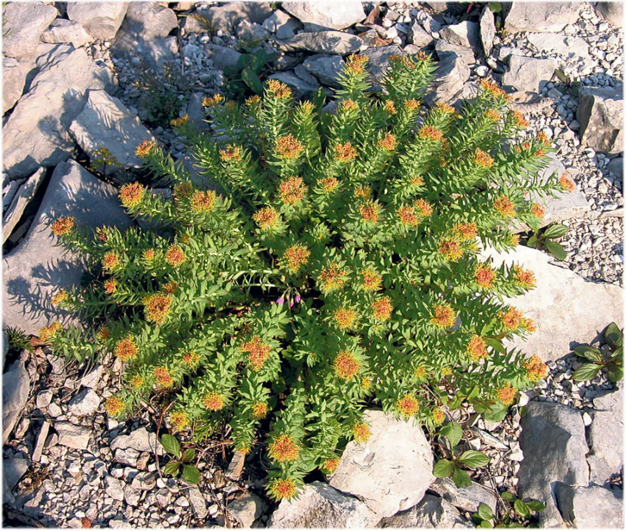 Родиола розовая - Rhodiola rosea l.. Rhodiola rosea (родиола) семена. Родиола четырехчастная (красная щетка)- Rhodiola quadrifida. Родиола розовая Чукотка.