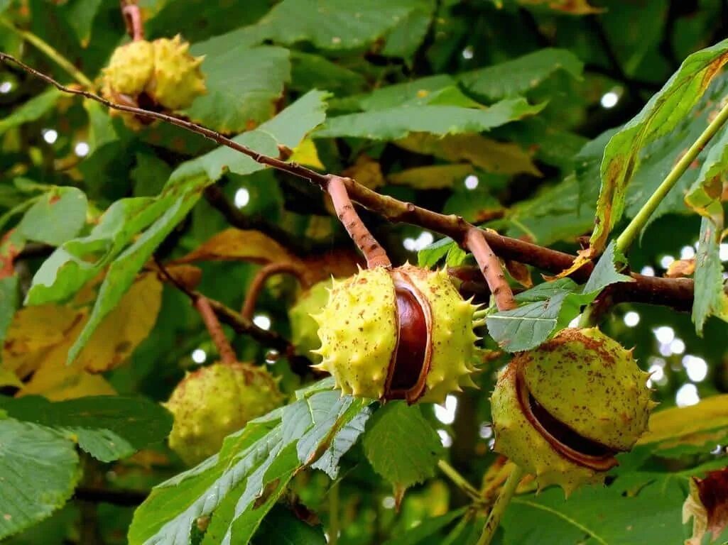 Каштан конский (Aesculus). Конский каштан обыкновенный плод. Конский каштан обыкновенный Aesculus hippocastanum. Каштан конский обыкновенный дерево.