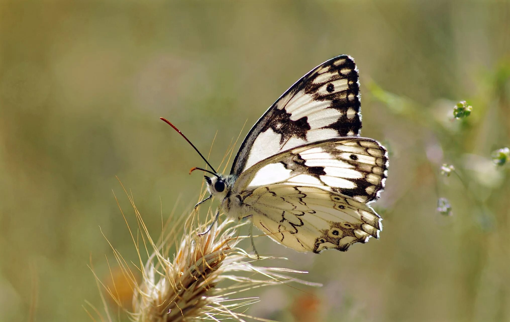 Белая бабочка в полете. Бабочки летают. Бабочки. Красивые бабочки. Голубая бабочка монарх.