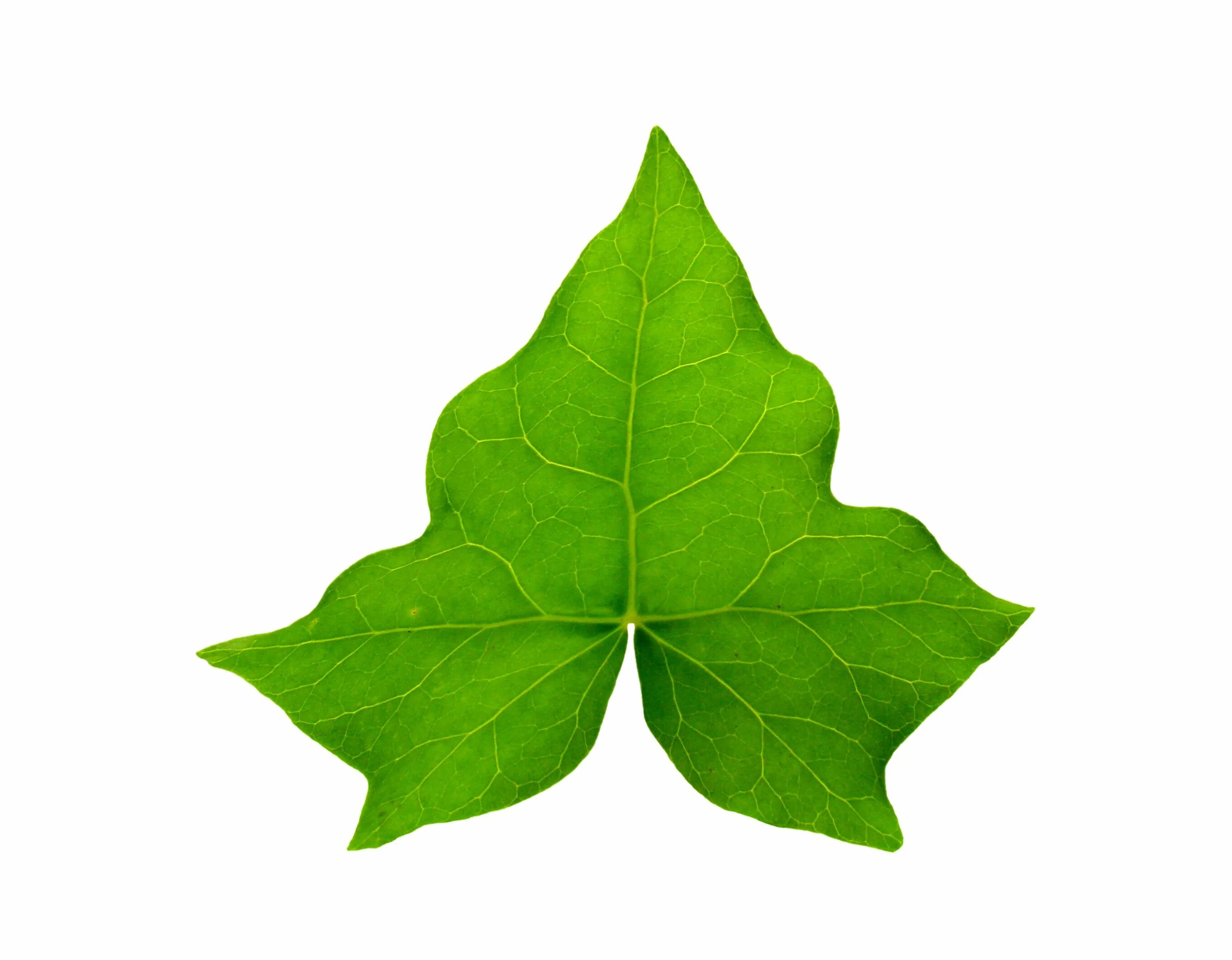 Лест лист. Лист плюща. лист плюща &quot;ivy hedera green. лист плюща вектор. листок лианы.