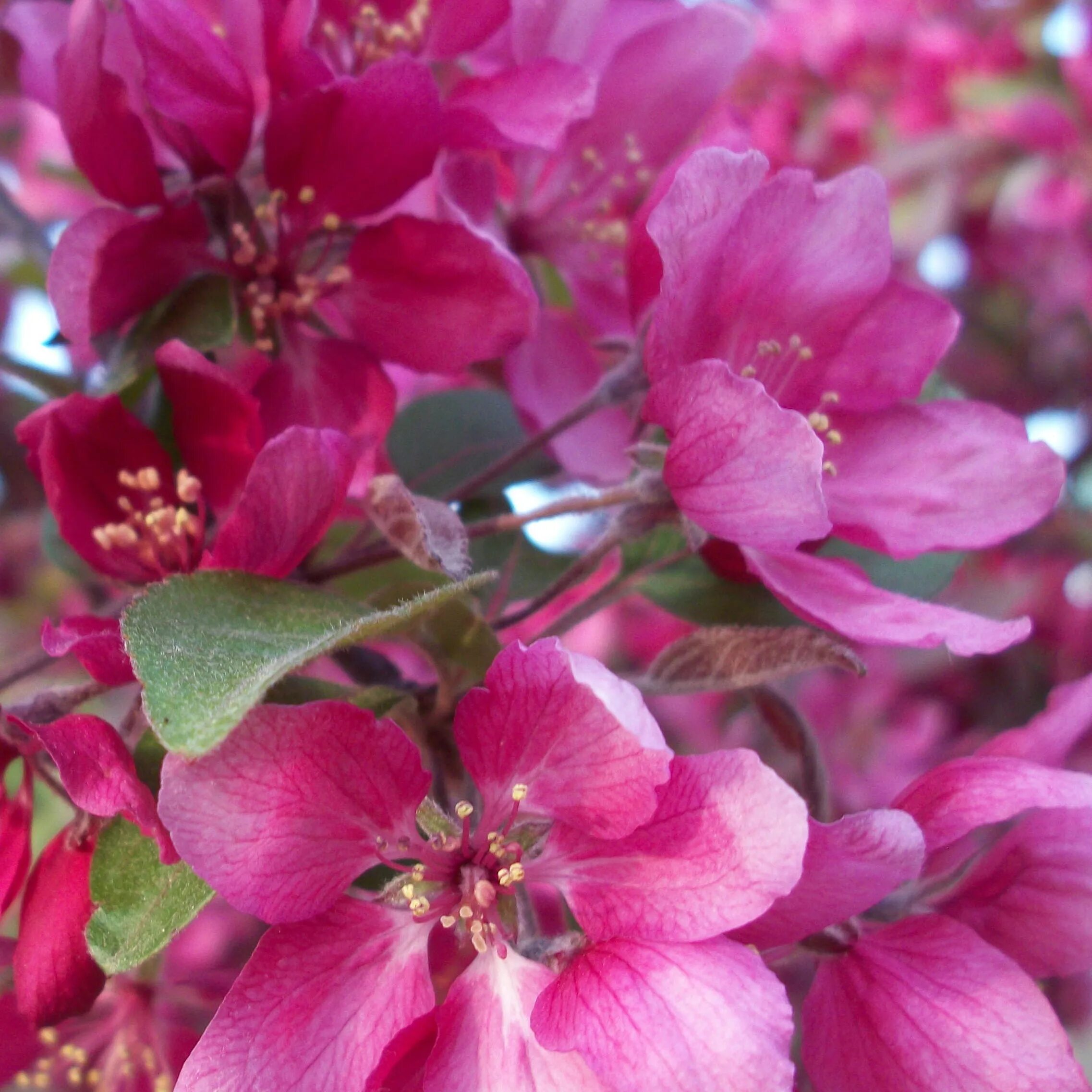 Яблоня Хелена Недзвецкого. Яблоня декоративная Хелена. Яблоня Malus Profusion. Яблоня Хелена декоративная краснолистная. Яблоня хелена декоративная