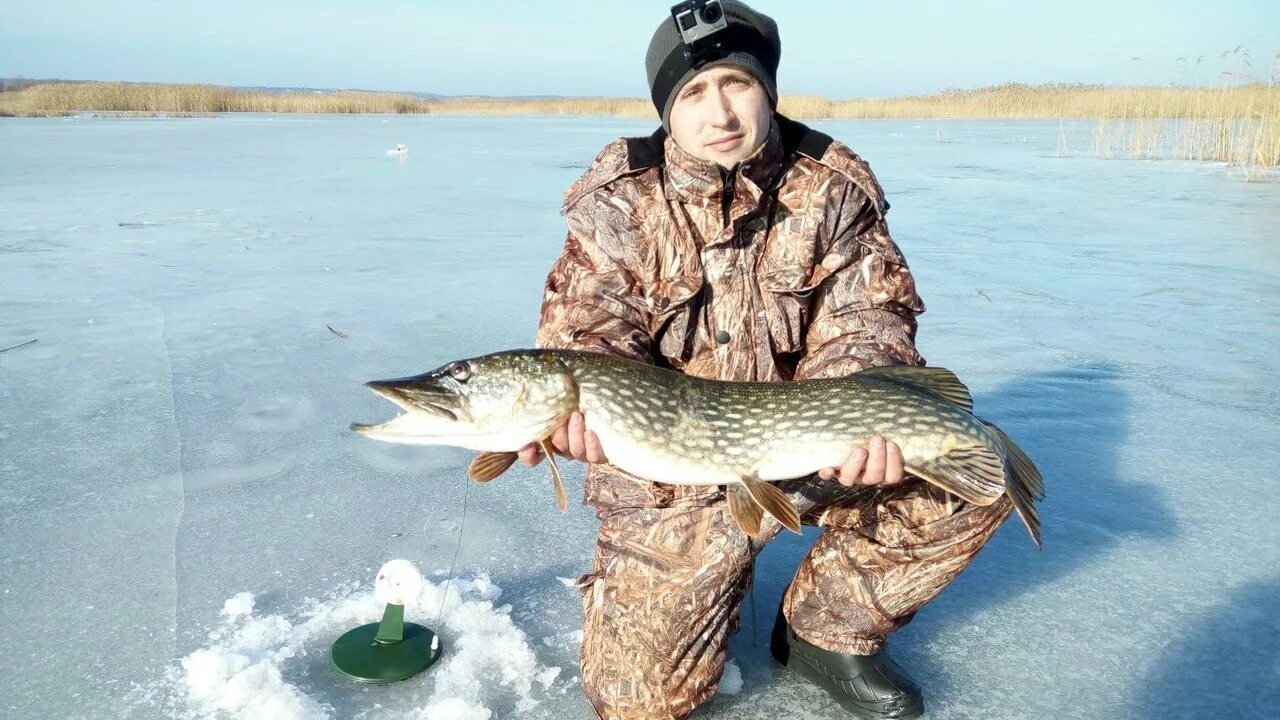 Зимняя рыбалка на щуку. Большая щука на зимней рыбалке. Щука на севере. Большая щука на жерлицы.