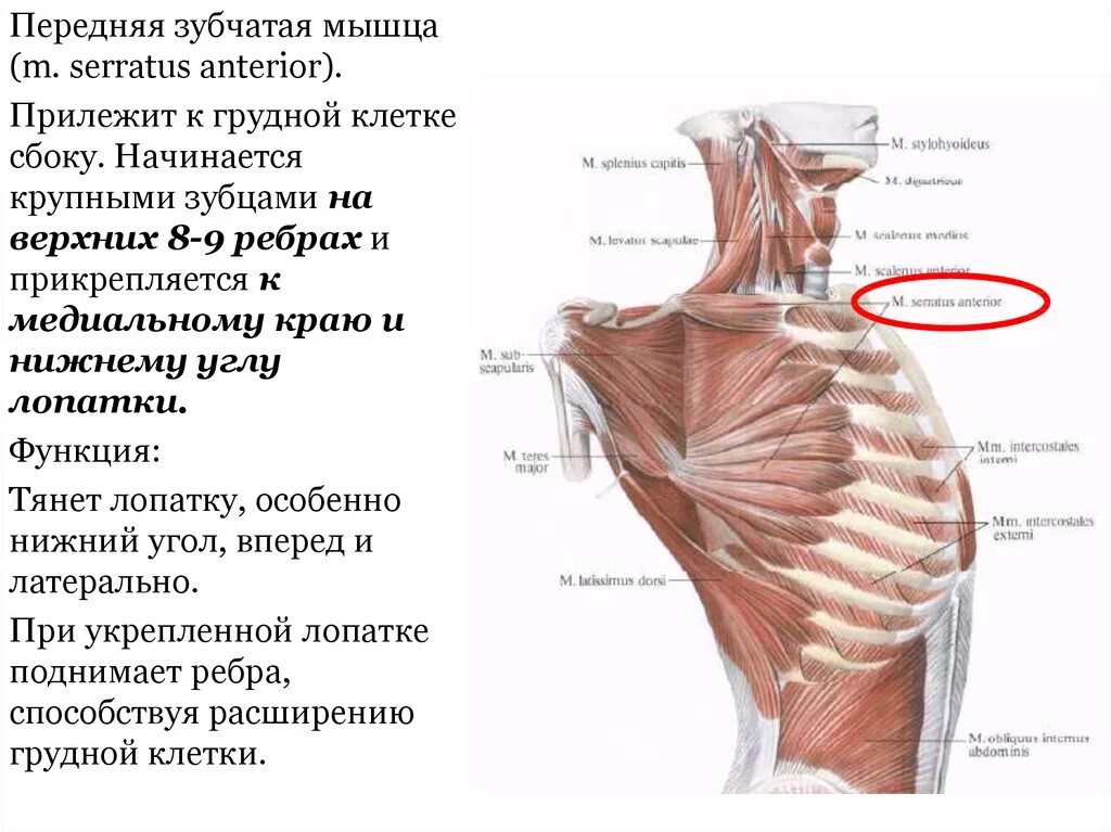 Передняя мышца на латинском. Сухожилия сгибатели голени. Передняя зубчатая мышца - musculus serratus anterior. Передняя зубчатая мышца иннервация. Передняя мышца на латинском.
