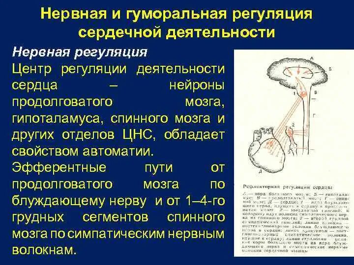 Гуморальная регуляция работы сердца осуществляется. Эфферентные пути гипоталамуса. Эфферентные пути продолговатого мозга. Нейроны продолговатого мозга. Влияние аппарата искусственного кровообращения на ЦНС У детей.