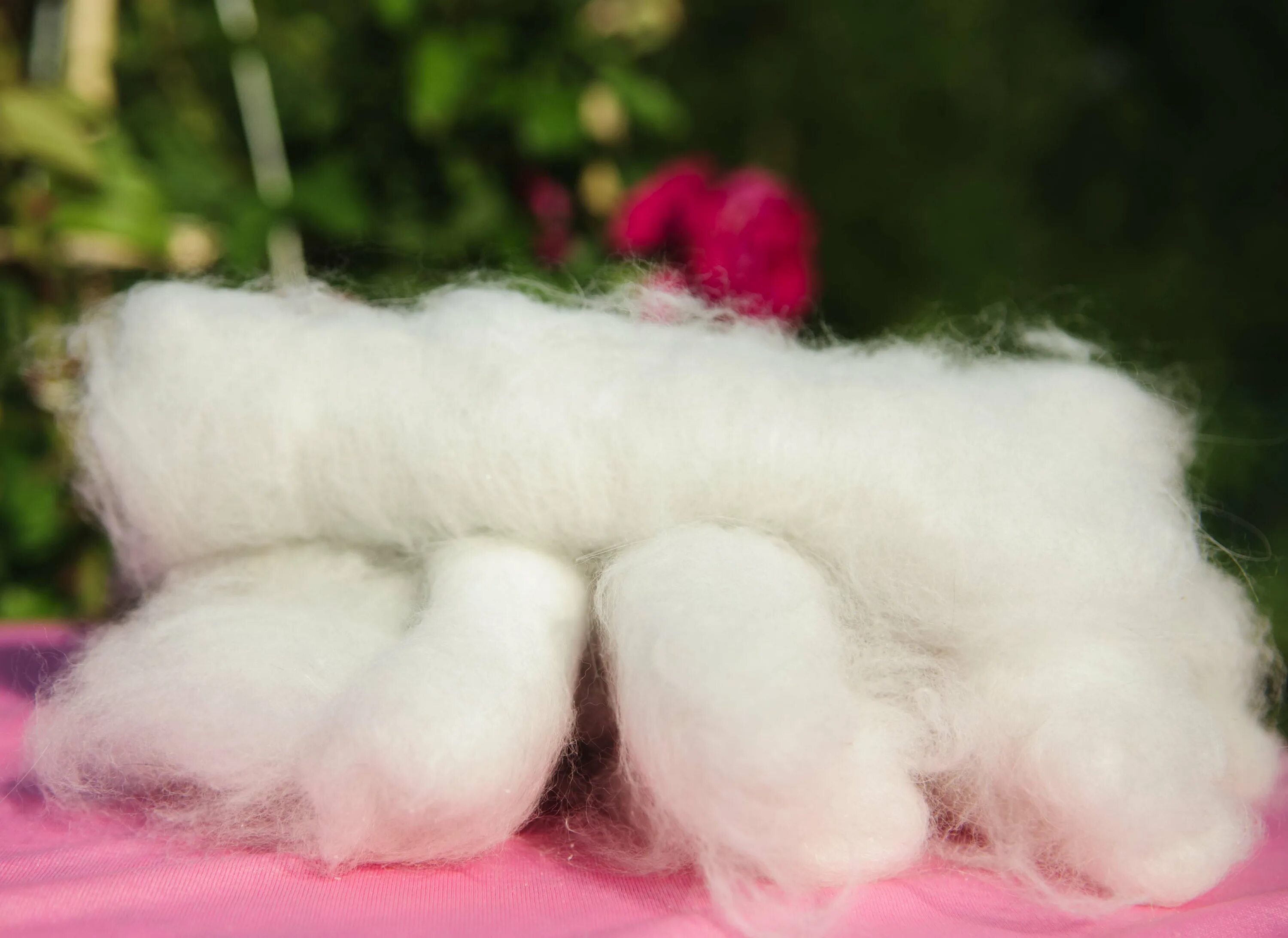 ангорский пуховой кролик. пух зайца. белый ангорский кролик. пух зайца. ангорский кролик стрижка.