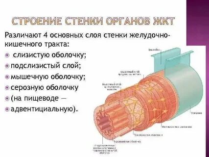 Толщина мышечного слоя является наибольшей в