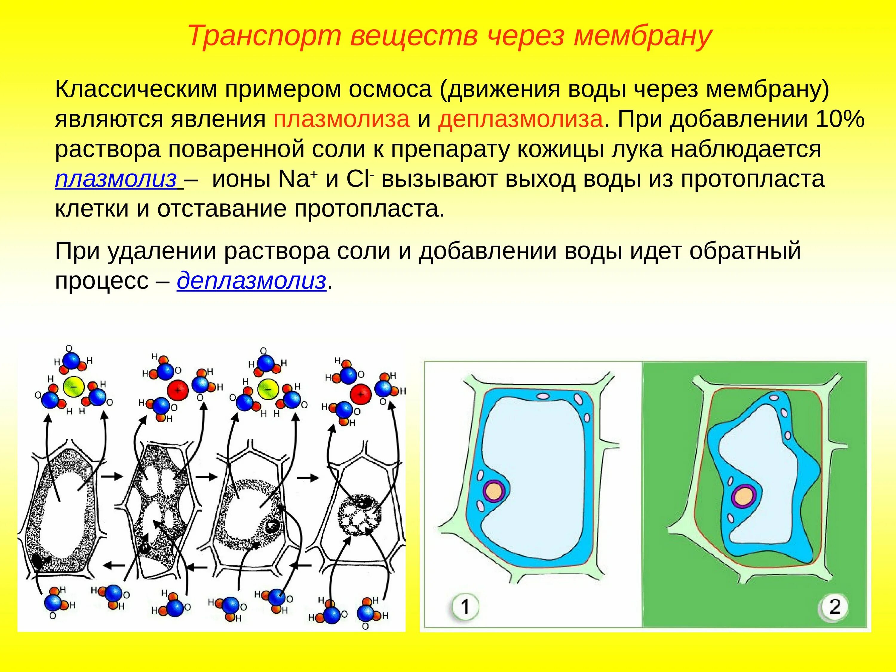 Деплазмолиз рисунок. Тургор плазмолиз деплазмолиз клетки. плазмолиз растительной клетки лука рисунок. мембрана вакуоли кожицы лука. тургор плазмолиз деплазмолиз егэ.