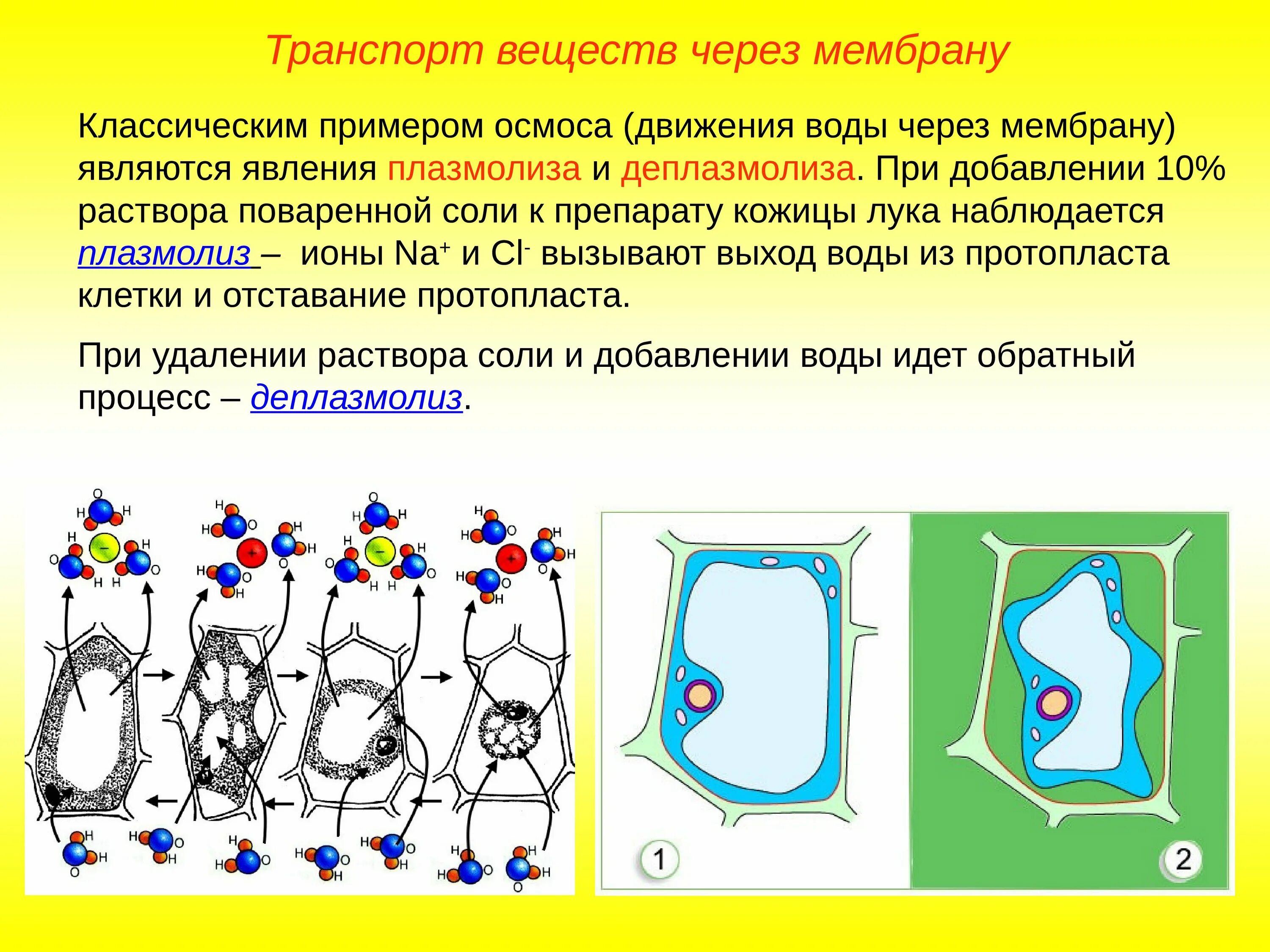 Плазмолиз раствор. Тургор и плазмолиз в клетках. Тургор плазмолиз деплазмолиз клетки.
