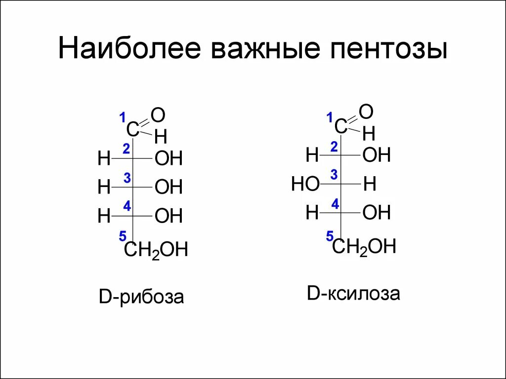 К моносахаридам относятся рибоза. Пентоза рибоза формула. Пентозы ксилоза рибоза. Строение молекулы пентозы. Пентоза структурная формула.