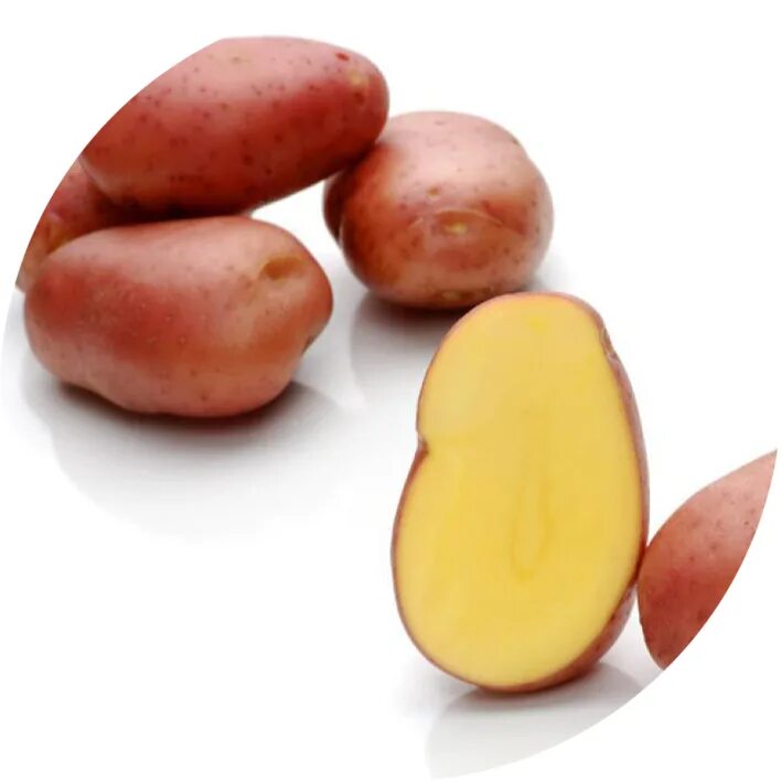 Сорт картофеля родриго характеристика. Сорт картофеля Арроу. Сорт картофеля лазурит. Сорт картофеля Энигма. Сорт картошки Родриго.