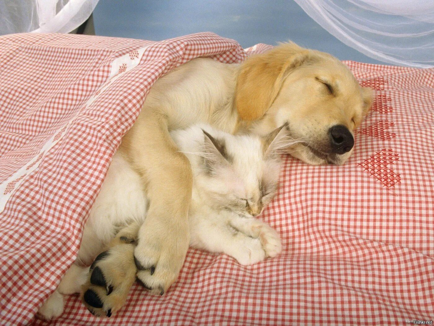 Животные спят днем. Животные спят. Спящие щенки. Котики собачки.