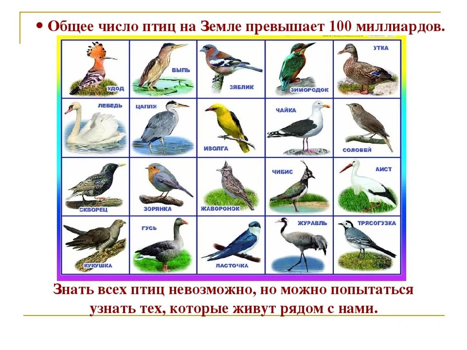 Птицы россии список. Карточки зимующие и перелетные птицы. Изображение перелетных птиц для детей. Перелётные птицы названия. Перелетные птицы для детей дошкольного возраста.